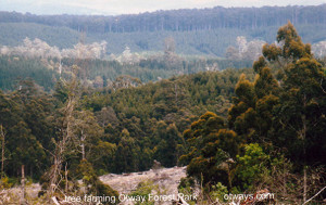 IMG_Tree Farming